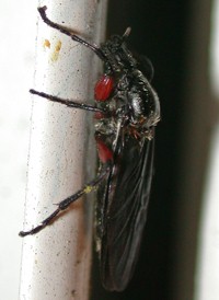 Bibio femoratus